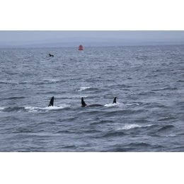 Orca's June 2016