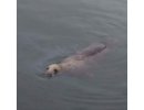 the local seal 